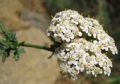 Achillea ligustica