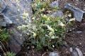 Artemisia umbelliformis