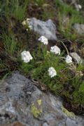 Achillea erba-rotta subsp. moschata