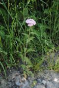 Achillea roseoalba