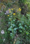 Jacobaea alpina  subsp.samnitum
