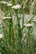 Achillea millefolium