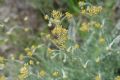 Helichrysum italicum