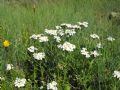 Achillea erba-rotta subsp. moschata