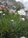 Achillea clavenae