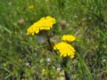 Achillea tomentosa