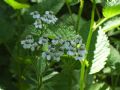 Achillea macrophylla