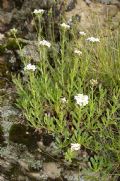 Achillea erba-rotta