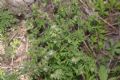 Ambrosia artemisiifolia