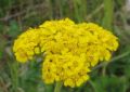 Achillea tomentosa