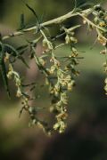 Artemisia verlotiorum