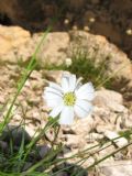 Achillea barrelieri subsp. oxyloba