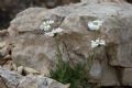 Achillea barrelieri subsp. oxyloba