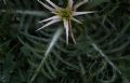 Centaurea calcitrapa