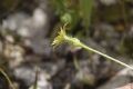 Urospermum picroides