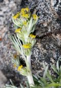 Artemisia umbelliformis