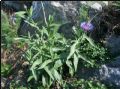 Centaurea triumfettii