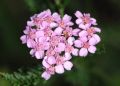 Achillea millefolium