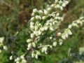 Artemisia vulgaris