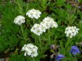 Achillea erba-rotta subsp. moschata