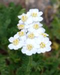 Achillea erba-rotta subsp. moschata