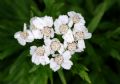 Achillea macrophylla