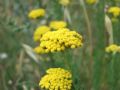 Achillea ageratum