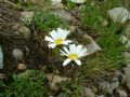 Leucanthemopsis alpina