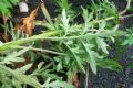 Artemisia vulgaris
