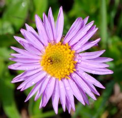 Asteraceae