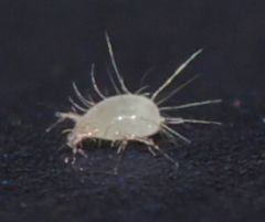 Glycyphagidae