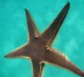 Astropecten bispinosus