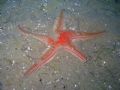 Astropecten aranciacus