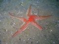 Astropecten aranciacus