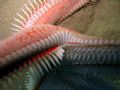 Astropecten aranciacus