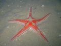 Astropecten aranciacus