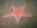 Astropecten aranciacus