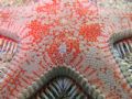 Astropecten aranciacus