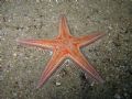 Astropecten aranciacus