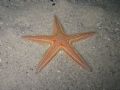 Astropecten aranciacus