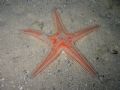 Astropecten aranciacus