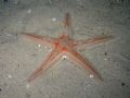 Astropecten aranciacus