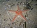 Astropecten aranciacus