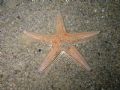 Astropecten aranciacus