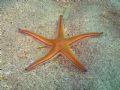 Astropecten bispinosus