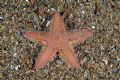 Astropecten irregularis