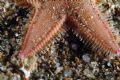 Astropecten irregularis