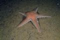 Astropecten aranciacus