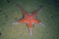 Astropecten aranciacus