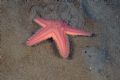 Astropecten irregularis